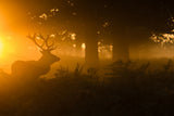 Stag in the mist Poster och Canvastavla