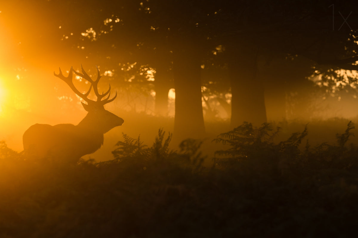 Stag in the mist Poster och Canvastavla