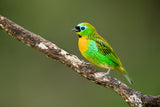 Brassy-breasted tanager Poster och Canvastavla