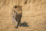 Leopard Poster och Canvastavla