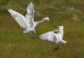 Snowy egrets Poster och Canvastavla
