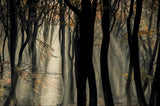 Speulderbos Poster och Canvastavla