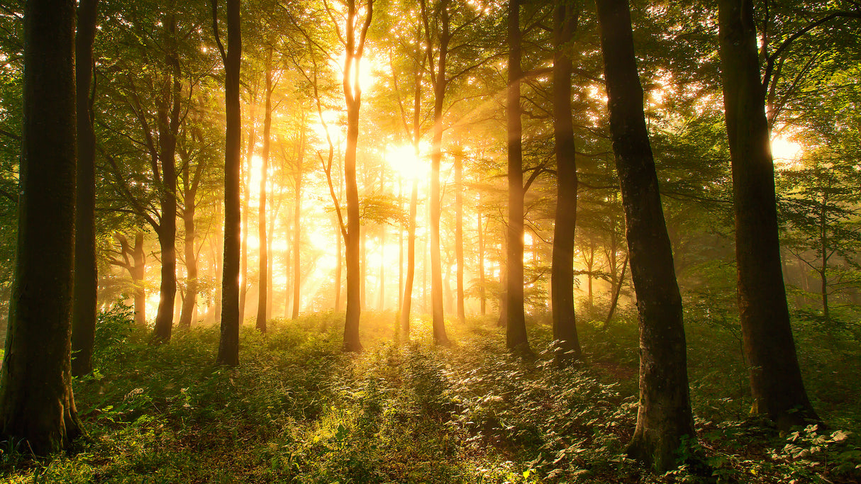 Light in the Forest. Poster och Canvastavla