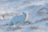 Arctic fox Poster och Canvastavla