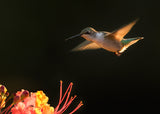 Hummingbird Poster och Canvastavla
