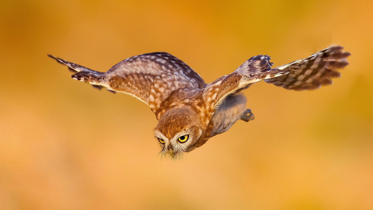 Little owl Poster och Canvastavla