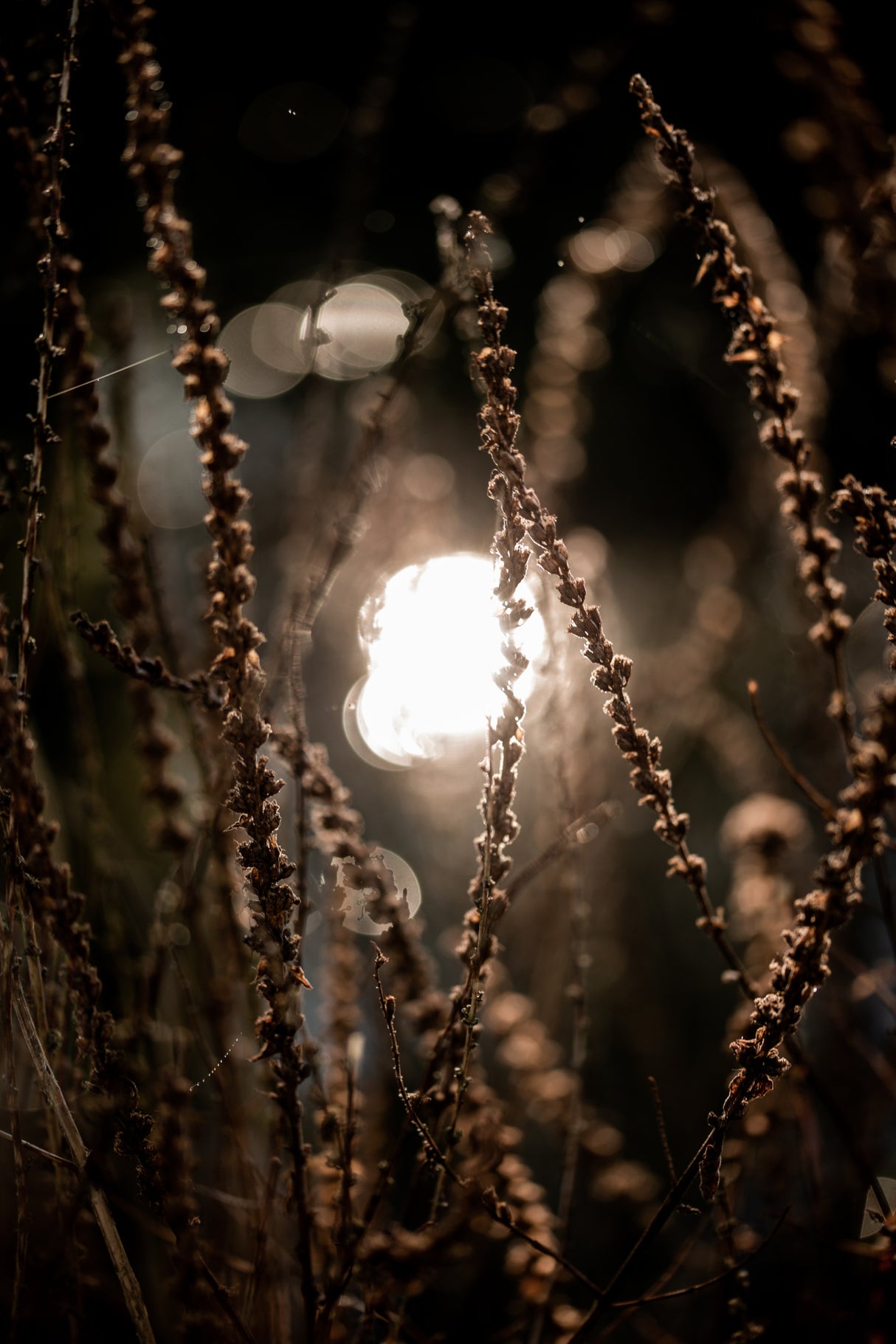 Autumn Lights 2 Poster och Canvastavla