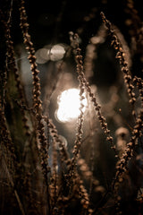 Autumn Lights 2 Poster och Canvastavla