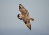 Short-Eared Owl Poster och Canvastavla