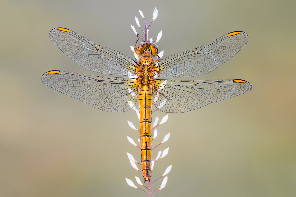 Dragonfly Poster och Canvastavla