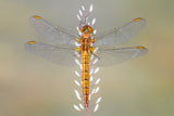 Dragonfly Poster och Canvastavla