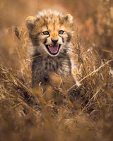 Big Smile Poster och Canvastavla