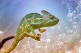 Chameleon Poster och Canvastavla