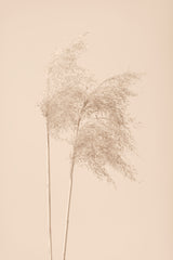 Reed Grass Beige 02 Poster och Canvastavla