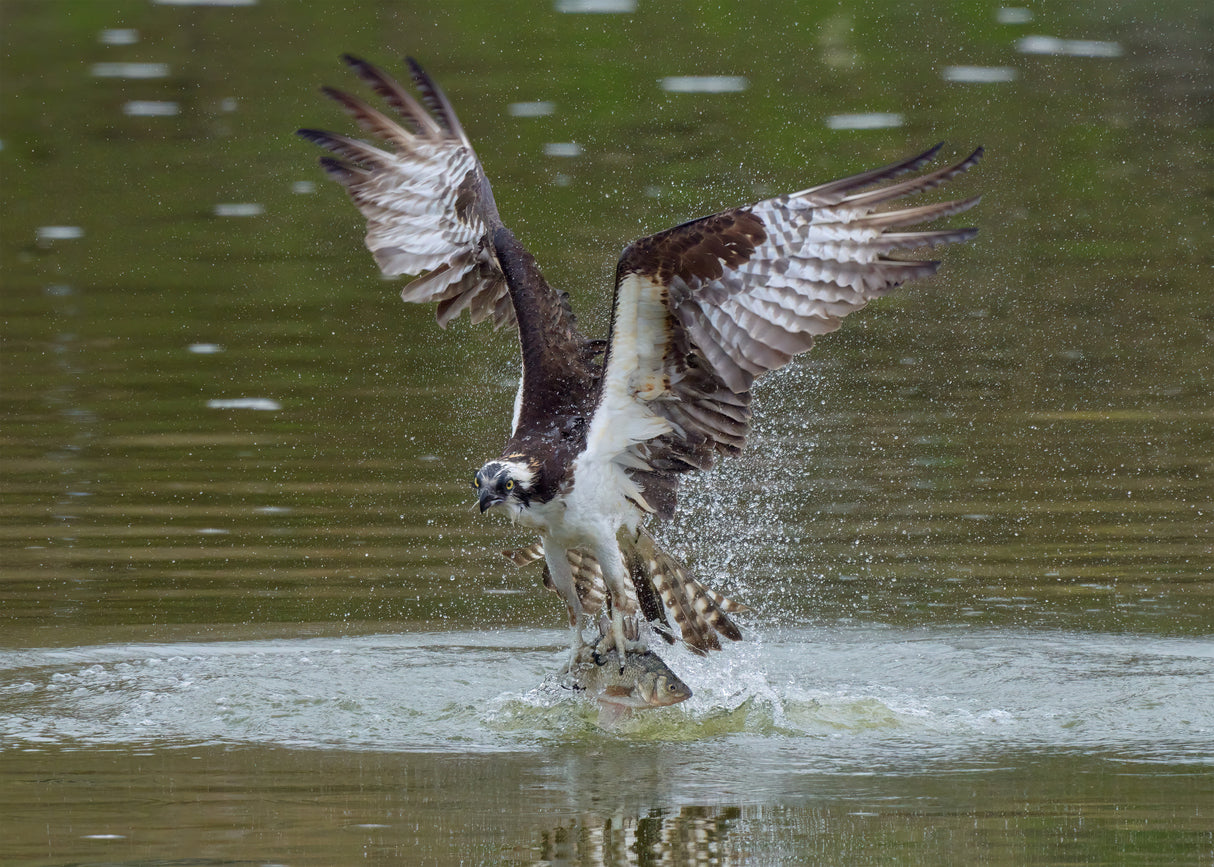 Ospreys catch fish Poster och Canvastavla