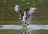 Ospreys catch fish Poster och Canvastavla