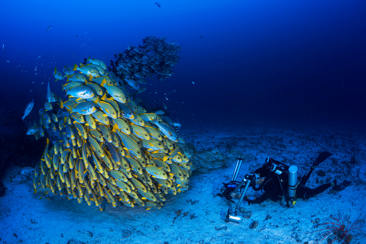 Face to face with diagonal-banded sweetlips Poster och Canvastavla