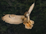Eurasian Eagle Owl Poster och Canvastavla