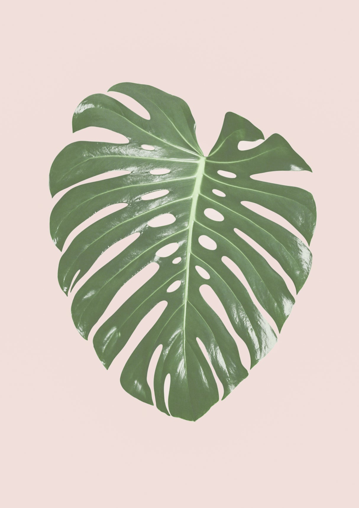 Monstera Leaf Blush Poster och Canvastavla