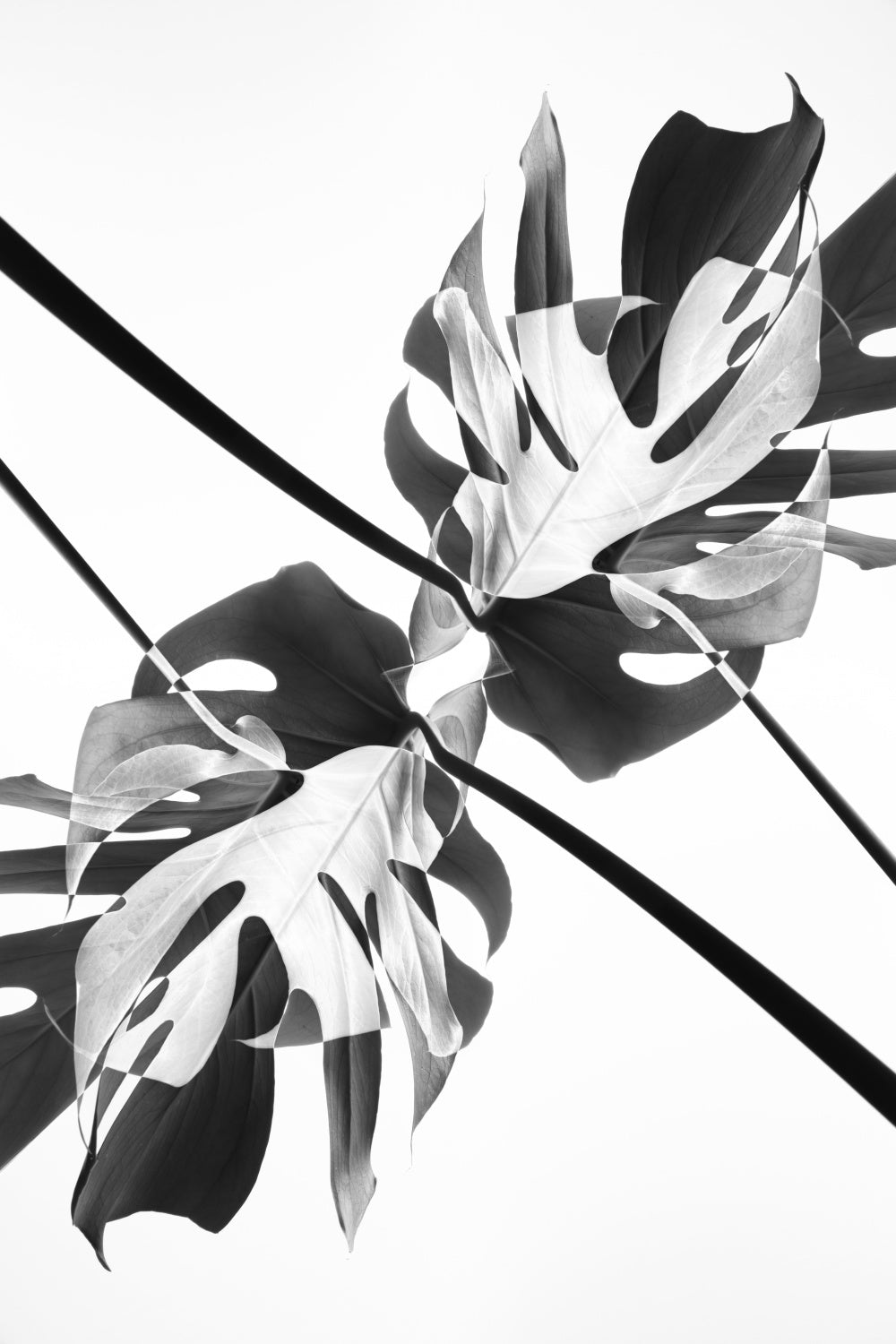 Monstera Kaleidoscope 03 Poster och Canvastavla