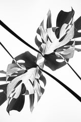 Monstera Kaleidoscope 03 Poster och Canvastavla