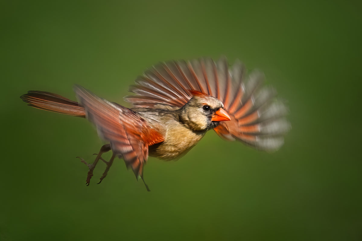 Cardinal in Flight Poster och Canvastavla
