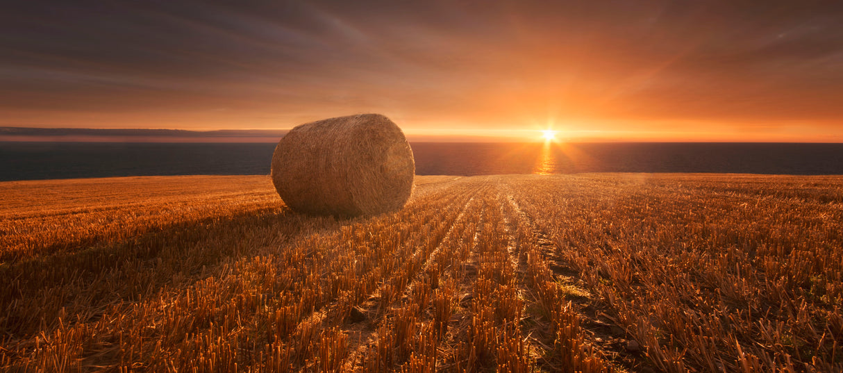 Gold Harvest Poster och Canvastavla