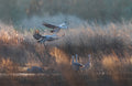 sandhill crane Poster och Canvastavla