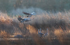 sandhill crane Poster och Canvastavla