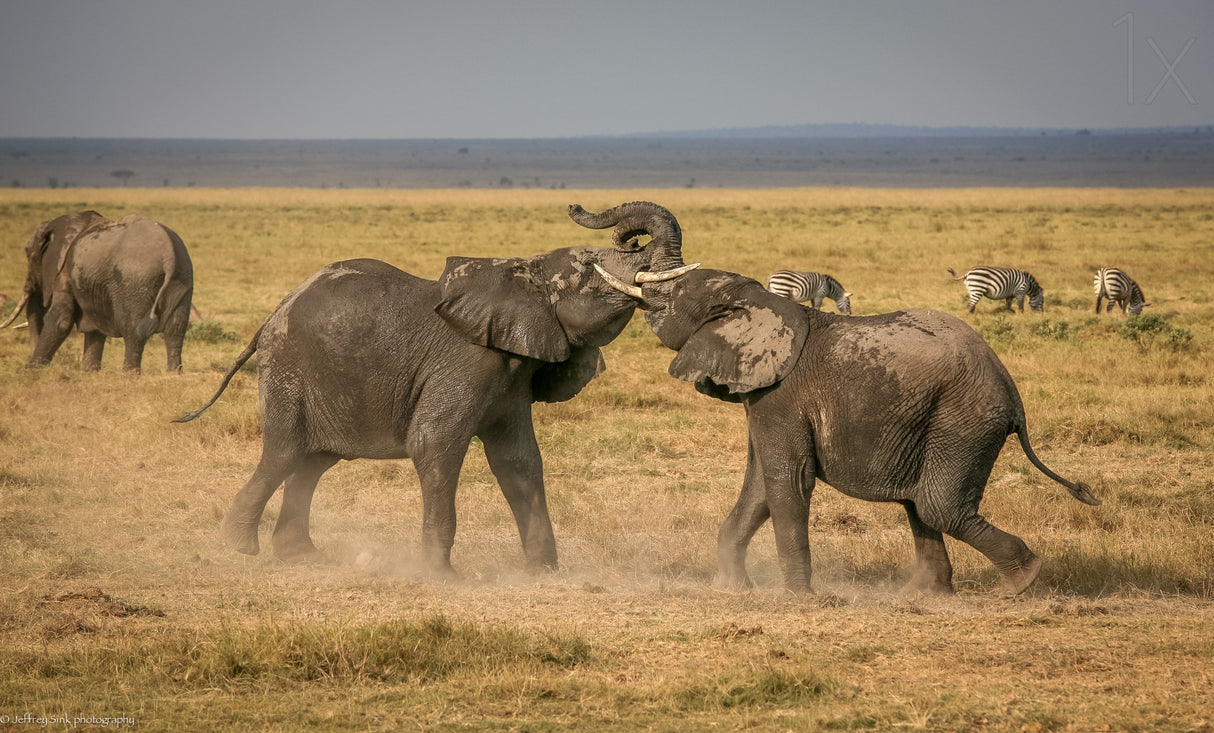 An elephantine argument Poster och Canvastavla