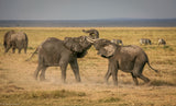 An elephantine argument Poster och Canvastavla