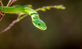 The Green Mamba Poster och Canvastavla
