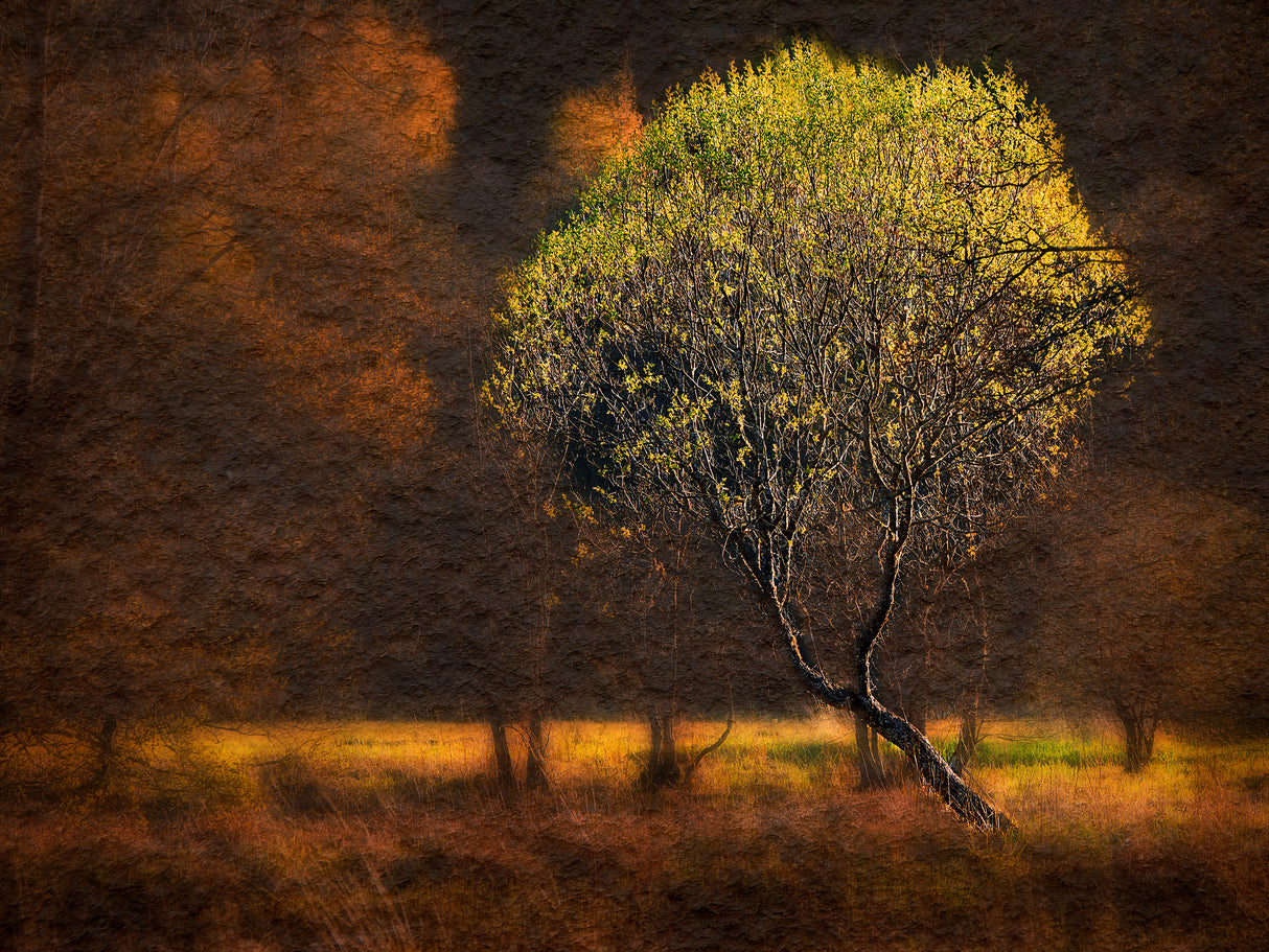 "Morning light" Poster och Canvastavla
