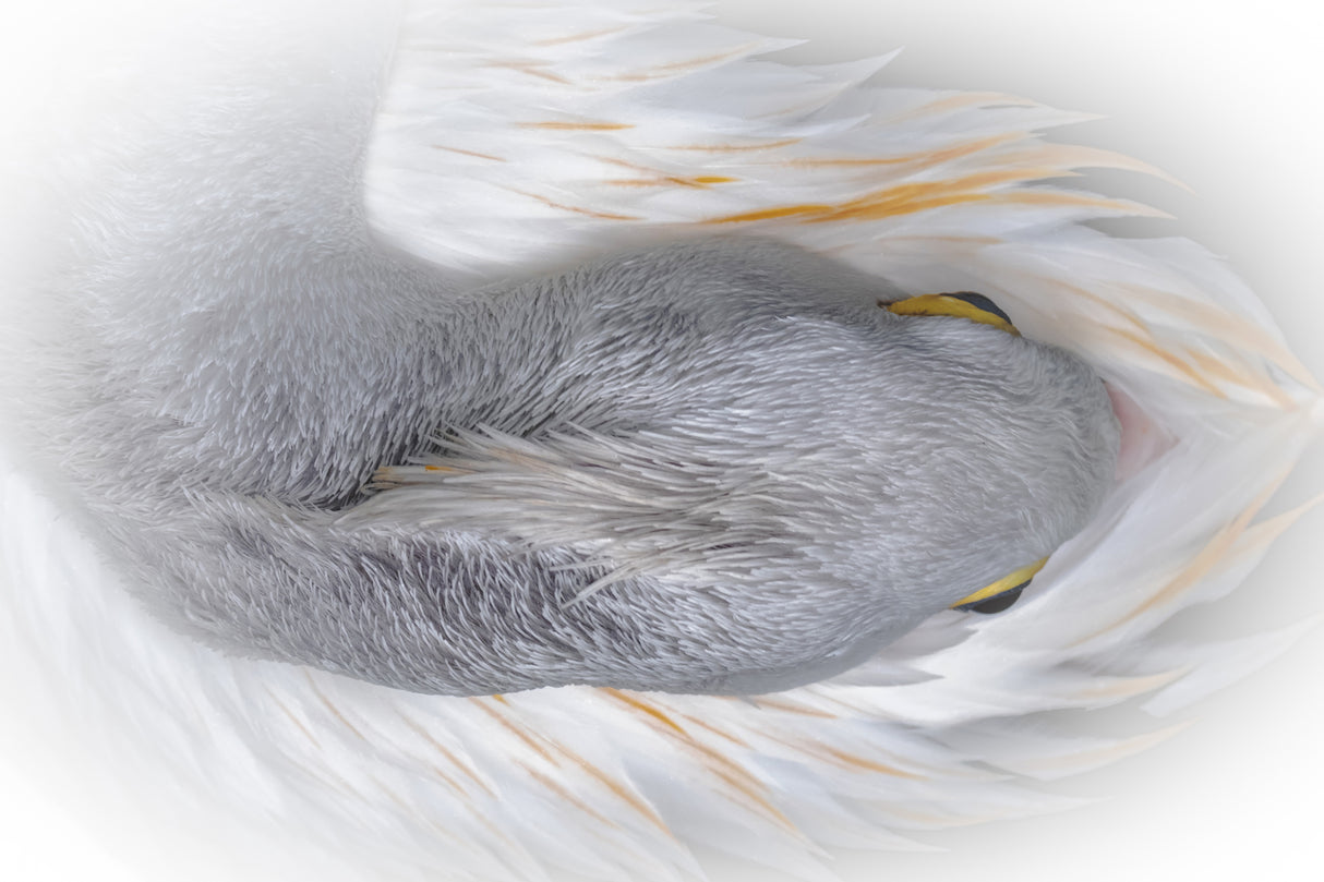 White Goose Poster och Canvastavla