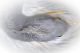 White Goose Poster och Canvastavla