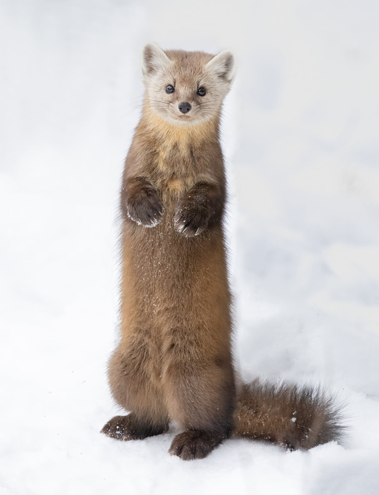 Pine Marten Poster och Canvastavla