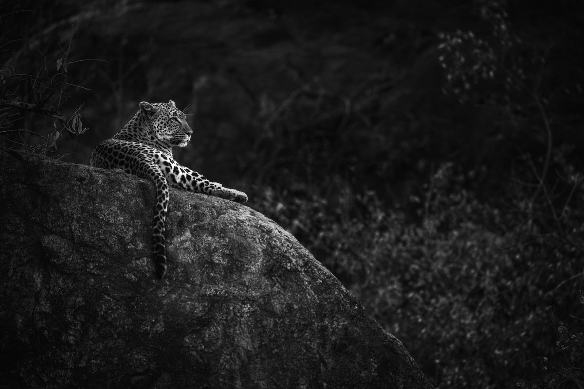 Mother Leopard Poster och Canvastavla