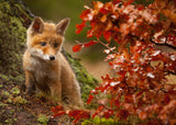 Fox Poster och Canvastavla