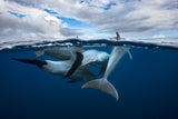 Pod of dolphin at the surface Poster och Canvastavla