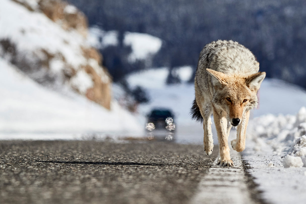 Road Risk Poster och Canvastavla
