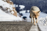 Road Risk Poster och Canvastavla
