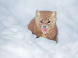 Pine Marten Poster och Canvastavla