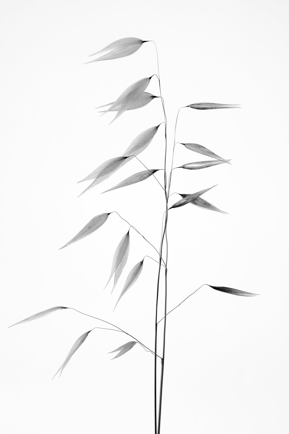 Sharpness of the nature Poster och Canvastavla