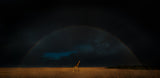 Giraffe and Rainbow Poster och Canvastavla