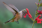 Broad tailed hummingbird Poster och Canvastavla