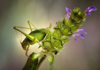 Katydid Poster och Canvastavla