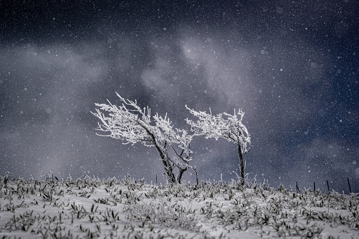 Covered in SNOW. Poster och Canvastavla