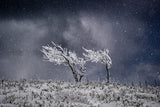 Covered in SNOW. Poster och Canvastavla