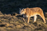 Say good bye guanaco Poster och Canvastavla