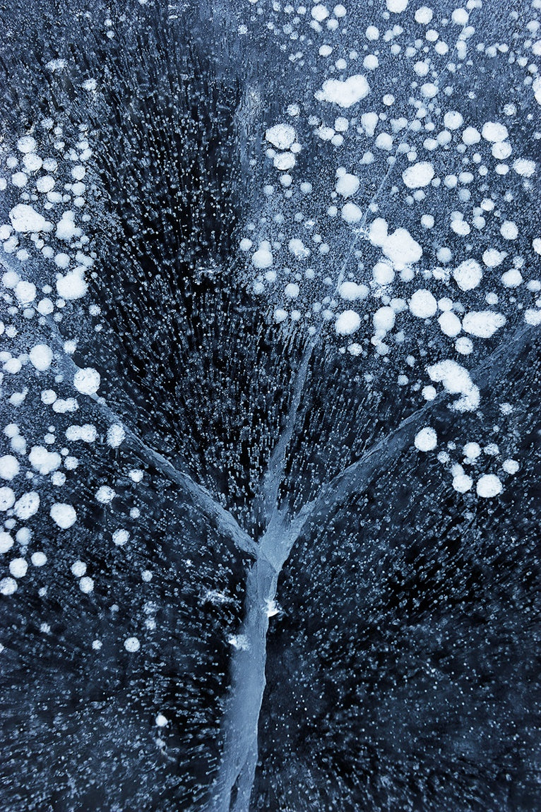 Winter Blossom Poster och Canvastavla